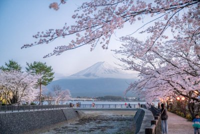 富士･河口湖さくら祭り開催中！（2021年4月3日 ～2021年4月11日 まで）